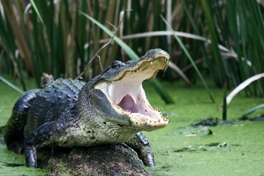 Swamp alligator