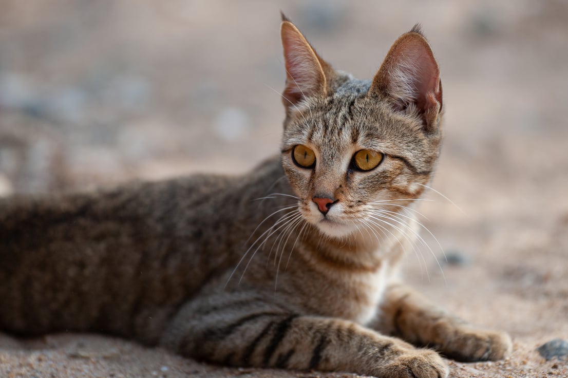 African Wildcat