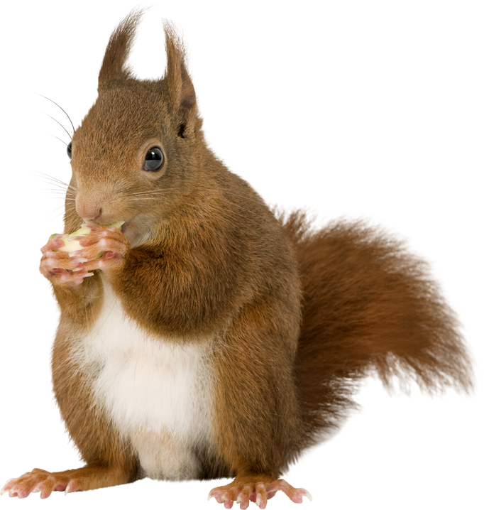 Eurasian Red Squirrel - Sciurus Vulgaris (2 Years)