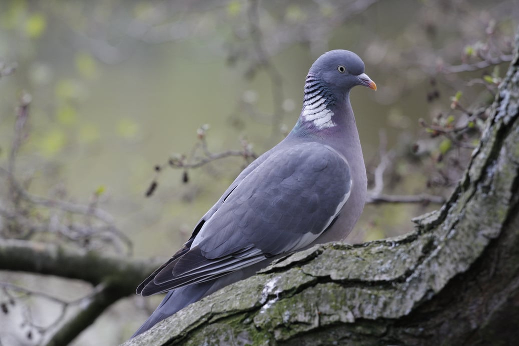 Wood Pigeon