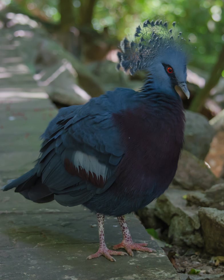 Victoria crowned pigeon