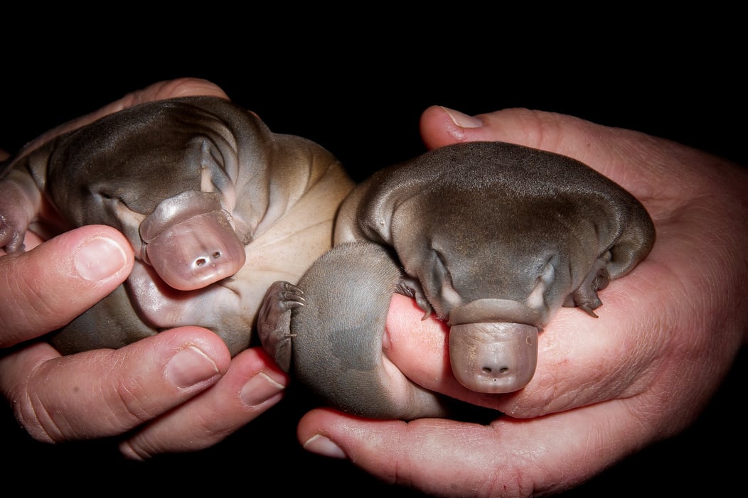 Platypus Young