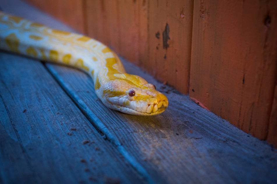 Big Yellow Burmese Python 