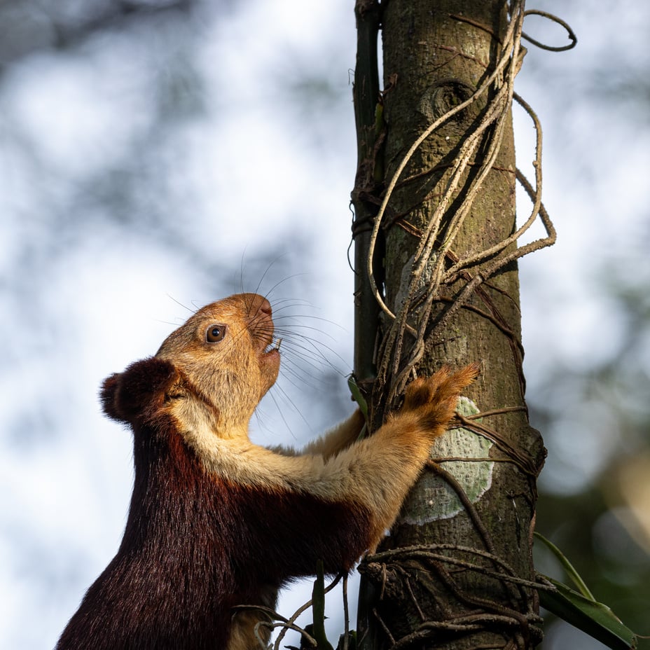 A single indian giant squirrel, climbing up a tree