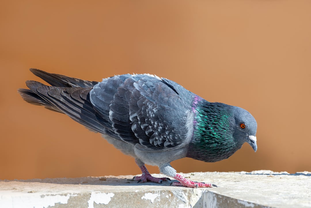 Rock Pigeon.