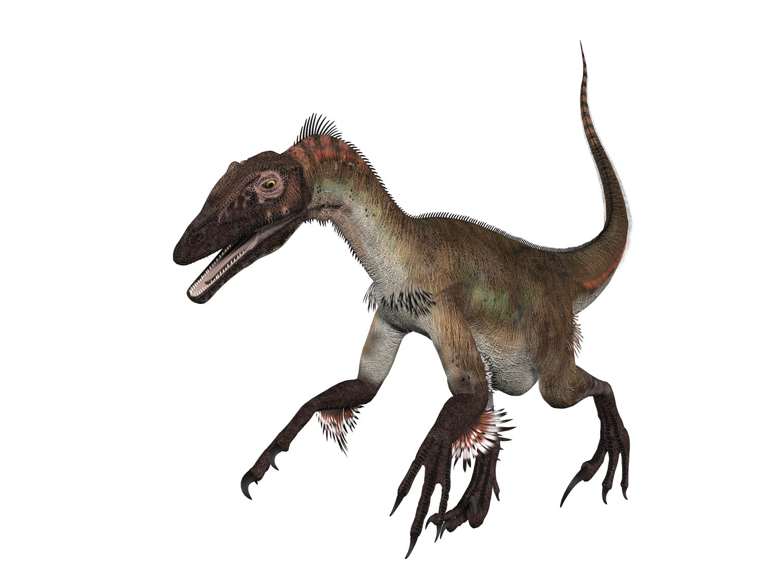 Velociraptor Isolated