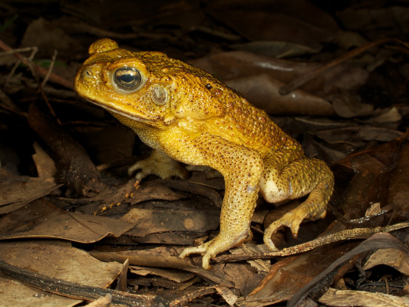 Cane Toad