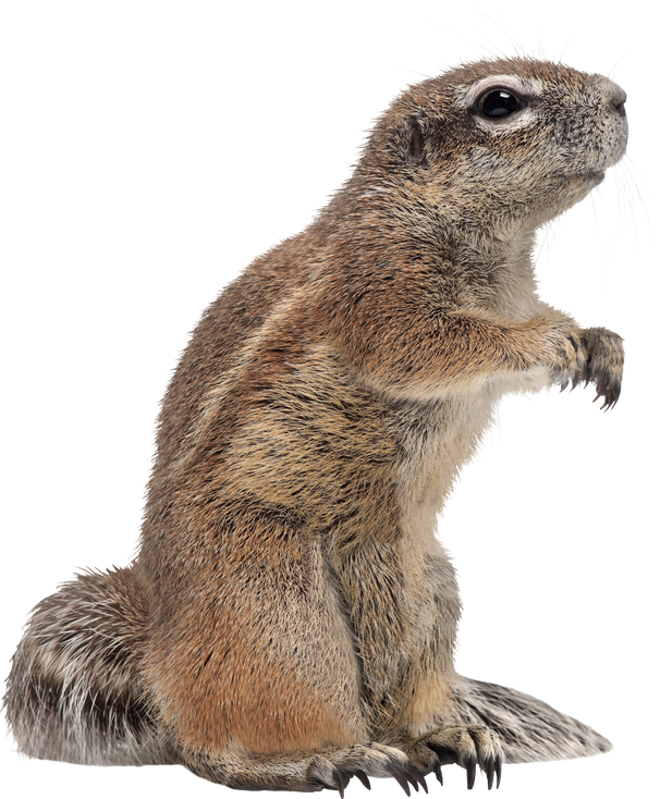 Cape Ground Squirrel, Xerus Inauris