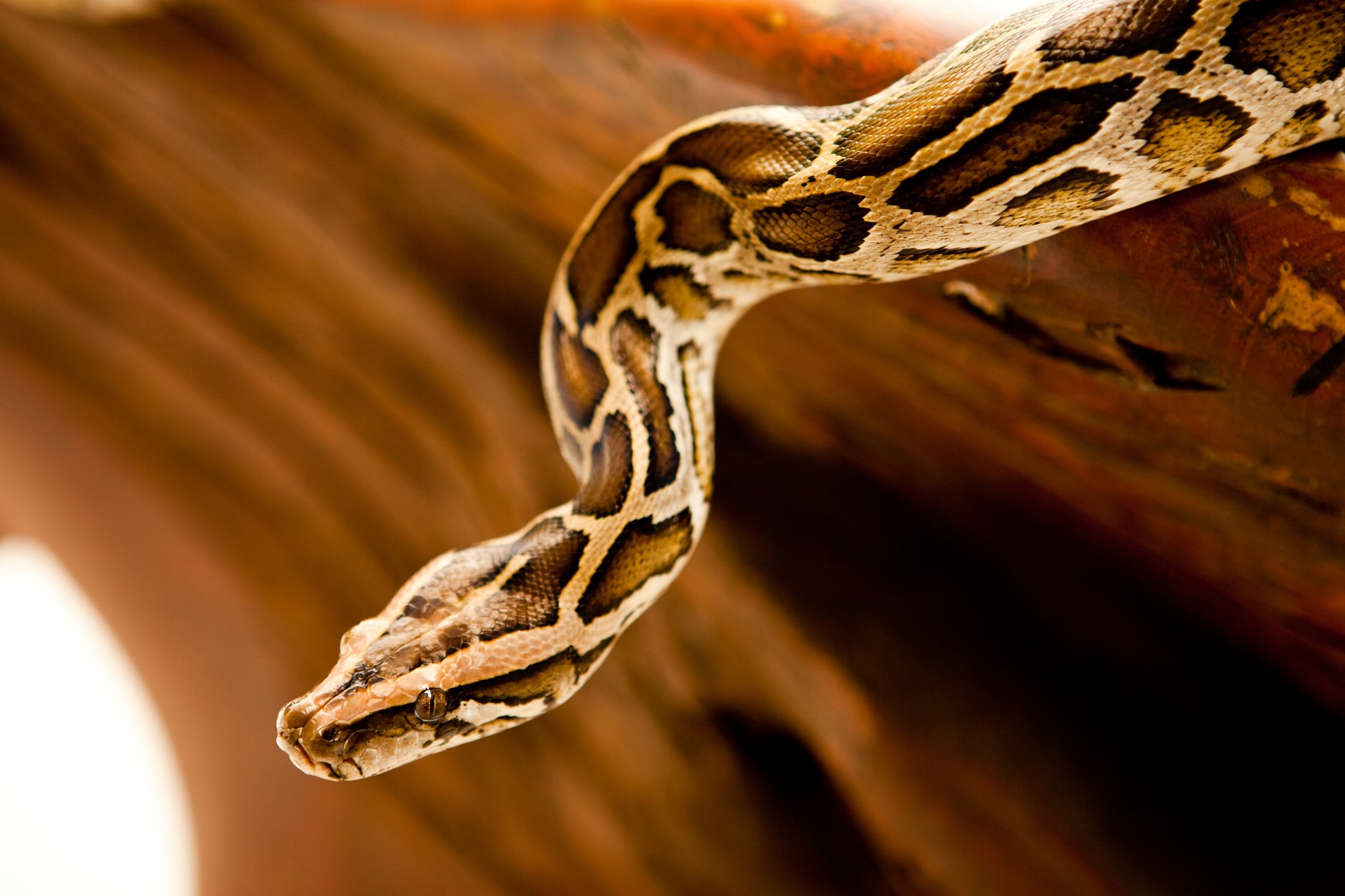 Burmese Python