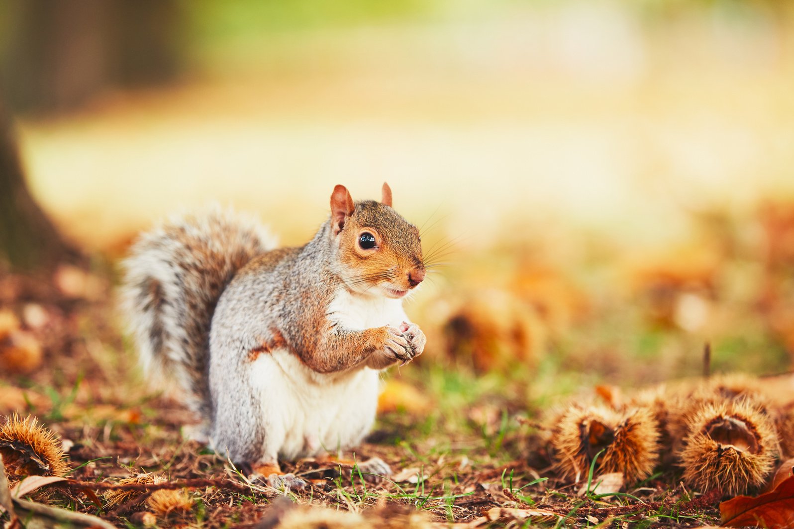 Cute and hungry squirrel