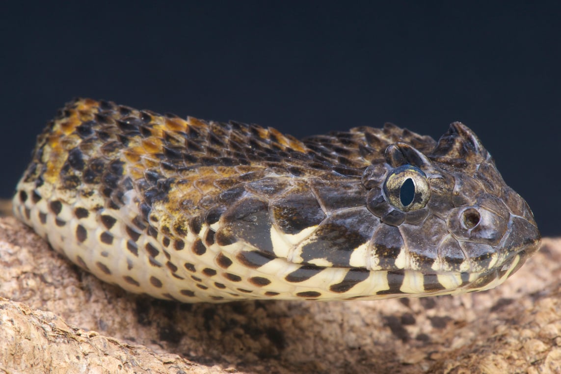 Rough-Scaled Death Adder