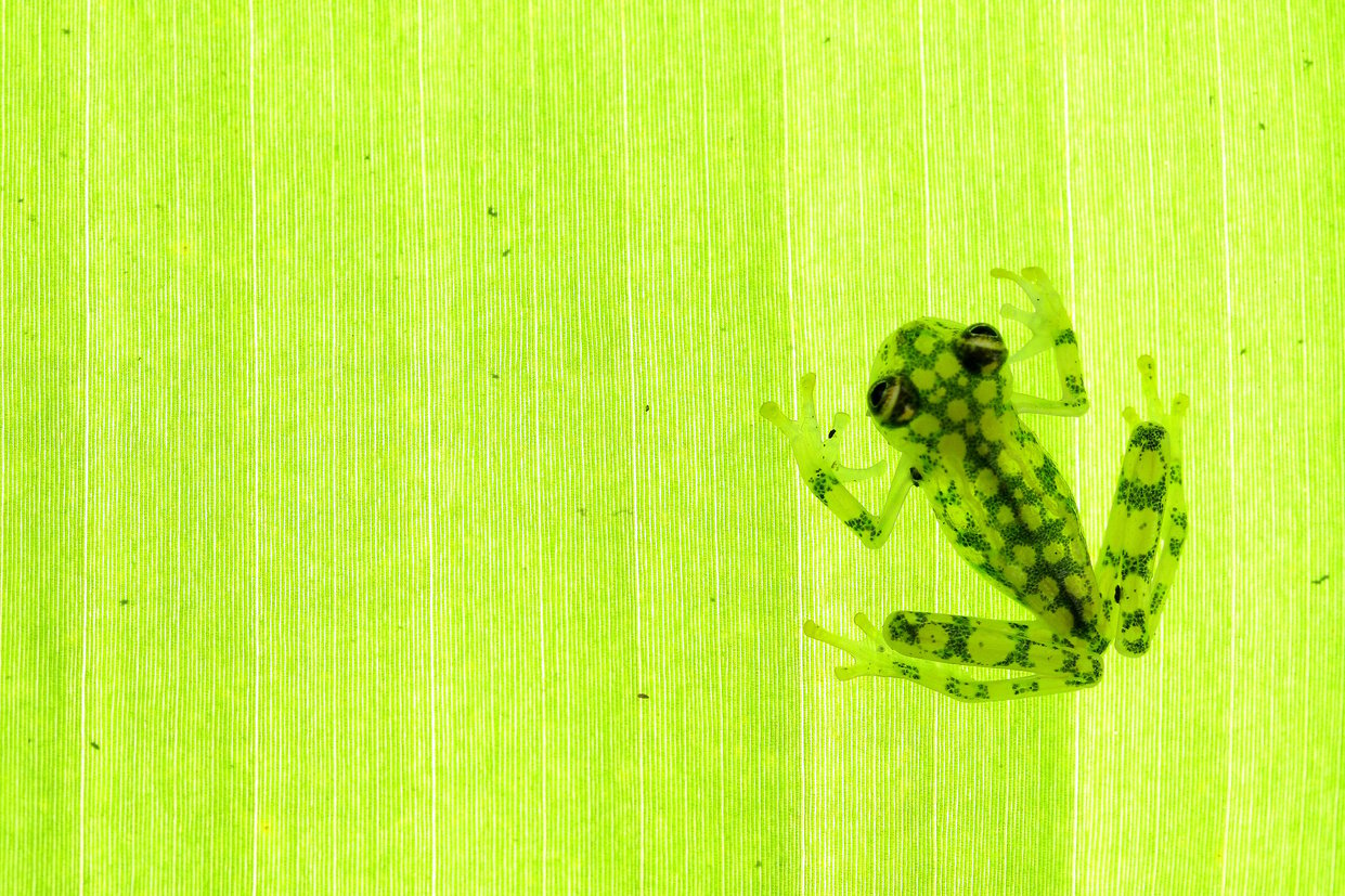 Glass Frog