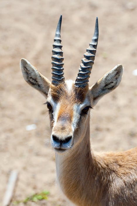 Gazelle