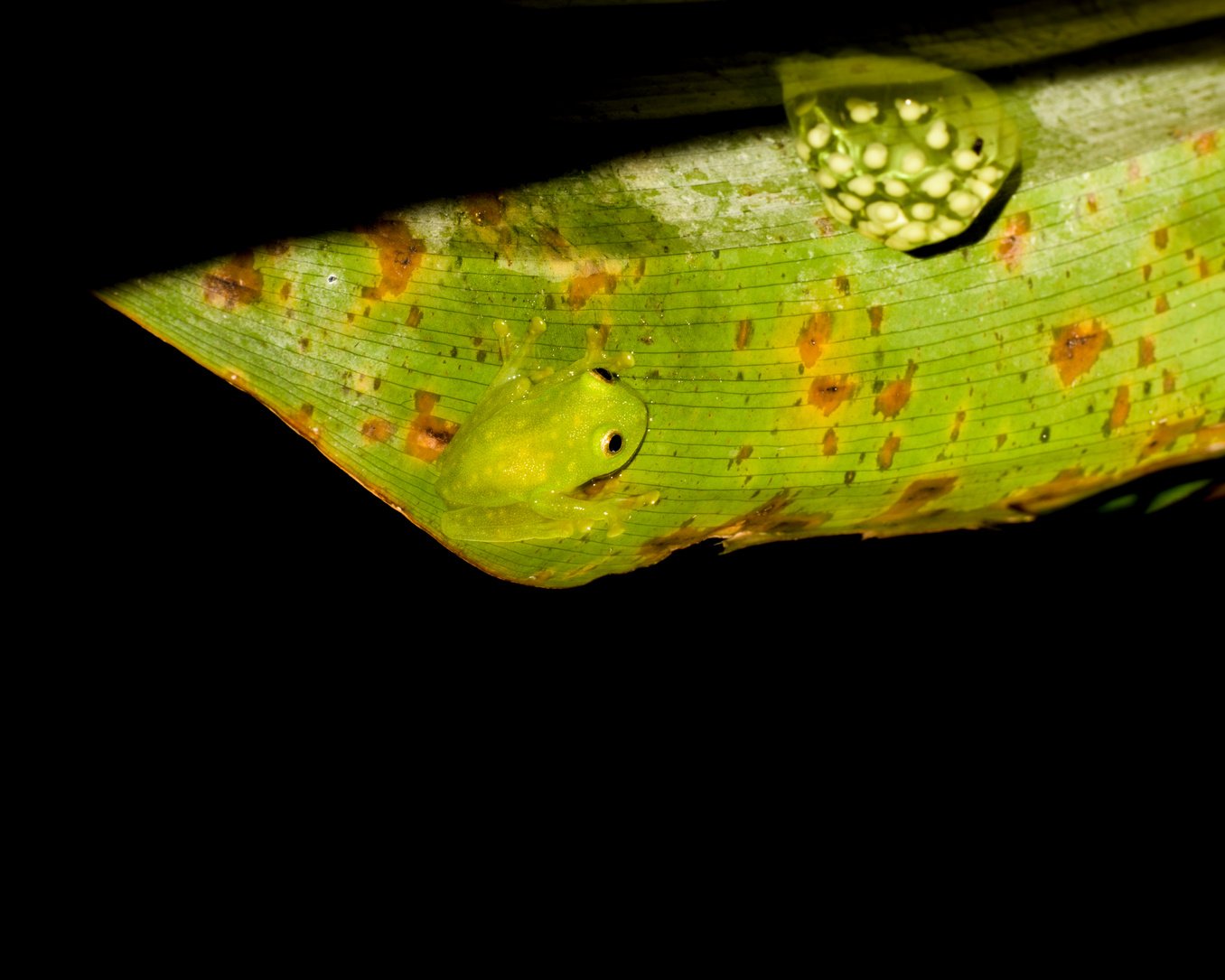 Glass Frog Guarding Eggs