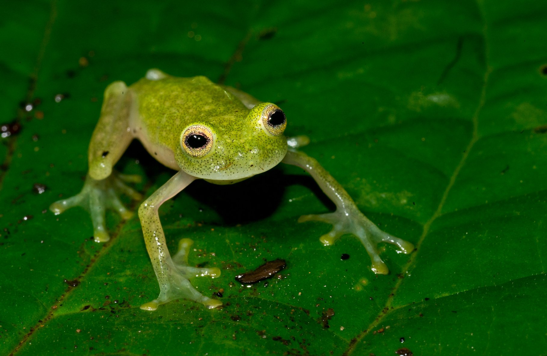 glass frog